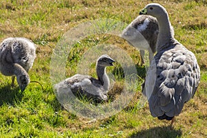 Baby geese just laying about