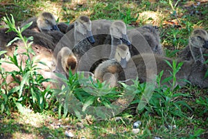 Baby Geese