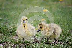 Baby geese