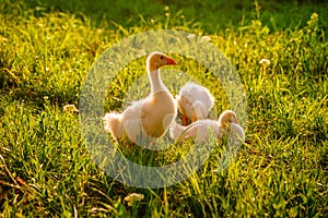 Baby geese take a break. photo