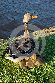 Baby geese under mom's wing