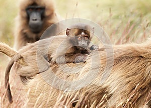 Baby Gelada monkey on the back of its mother