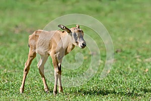 Baby gemsbok on grass