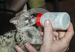 Baby genet animal feed by bottle