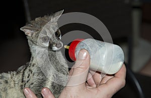 Baby genet animal feed by bottle photo