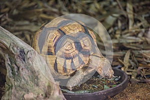 Baby Giant Tortoise at Jersey Zoo