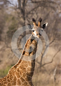 Baby giraffe