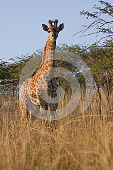 Baby Giraffe