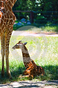 Baby giraffe.