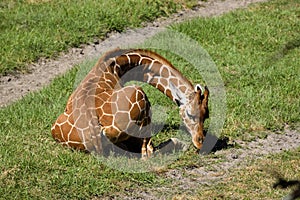 Baby giraffe at animal reserve in Florida