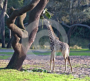 A baby Giraffe