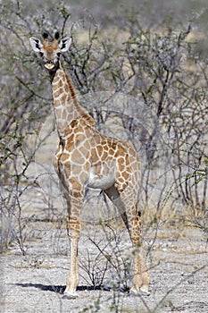 Baby Giraffe calf Namibia