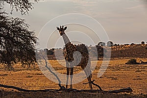 Baby  giraffe in dry riverbed 4604