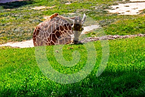 Baby Giraffe Eating Grass In Zoo