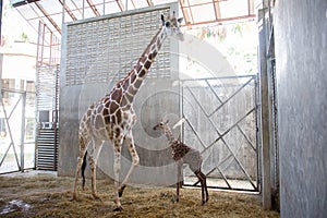 Baby giraffe is giving birth on the land