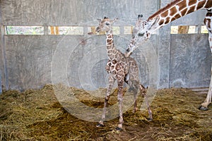 Baby giraffe is giving birth on the land