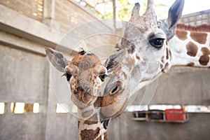 Baby giraffe is giving birth on the land