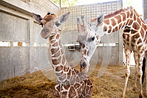 Baby giraffe is giving birth on the land