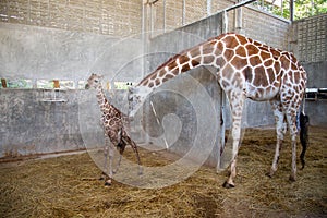 Baby giraffe is giving birth on the land