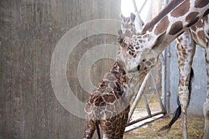 Baby giraffe is giving birth on the land