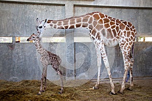 Baby giraffe is giving birth on the land