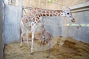 Baby giraffe is giving birth on the land