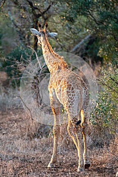 Baby giraffe at golden hour in Krueger National Park in South Africa photo