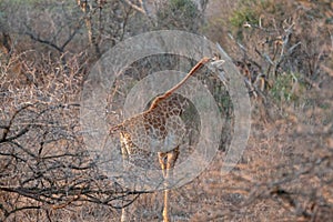 Baby giraffe at golden hour in Kruger National Park in South Africa