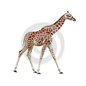 Baby Giraffe isolated