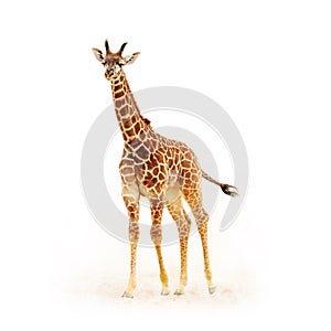 Baby Giraffe Isolated on White