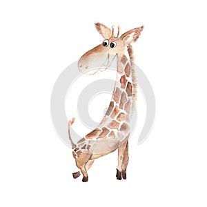 Baby giraffe isolated on white background. Watercolor hand drawn illustration.