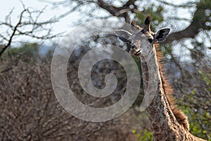 Baby giraffe in Kruger National Park in South Africa