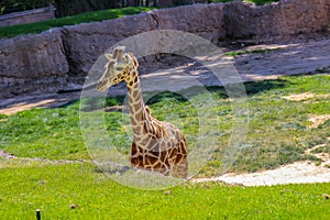 Baby Giraffe At Local Zoo