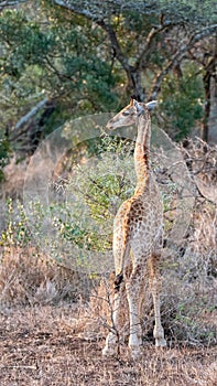 Baby giraffe looking left in Kruger National Park in South Africa