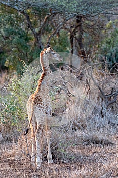 Baby giraffe looking right in Kruger National Park in South Africa