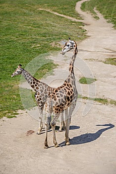 Baby giraffe and mother