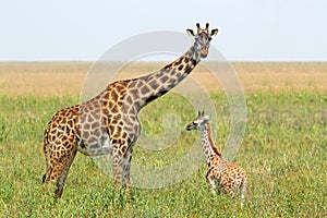 Un nino jirafa a madre 