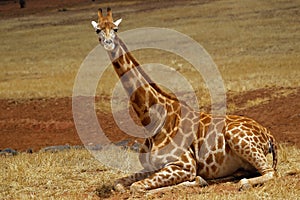 Baby giraffe resting