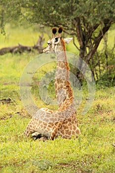 Baby giraffe sitting down