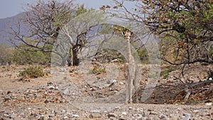 Baby giraffe standing near a tree