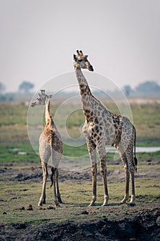 Baby giraffe stands with mother on riverbank