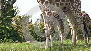 A baby giraffe sucks milk from the mother giraffe