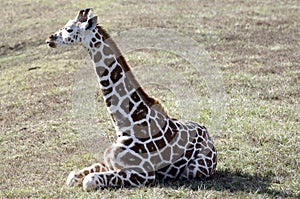 Baby Giraffe photo