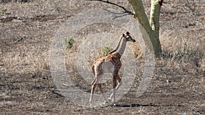 Baby giraffe walking alone in Kruger National Park in South Africa