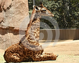 A Baby Giraffe in a Zoo