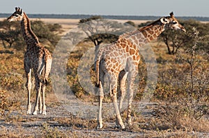 Baby giraffes