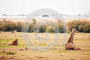 Baby giraffes in safari park