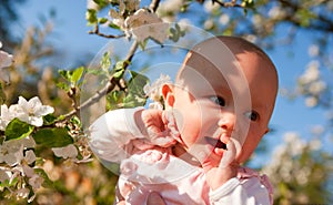 A Baby girl amongst the apple blossom