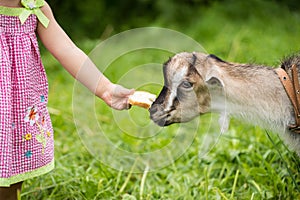 Baby Of Girl Feed Goat With Bread In Village In Summer Close Up