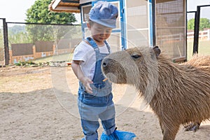 Baby girl feeding carrot for big capybara in the farm